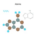 Adenine. Chemical structural formula and model of molecule. C5H5N5