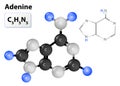 Adenine molecule