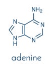 Adenine A, Adenine purine nucleobase molecule. Base present in DNA and RNA. Skeletal formula.