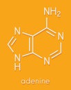 Adenine A, Adenine purine nucleobase molecule. Base present in DNA and RNA. Skeletal formula.