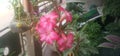 Adenium is also known as Japanese frangipani