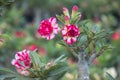 Close up Adenium arabicum flower.Common names include impala lily and desert rose. Royalty Free Stock Photo