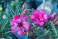 Close up Adenium arabicum flower.Common names include impala lily and desert rose. Royalty Free Stock Photo