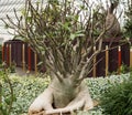 Adenium arabicum generally used for Bonsai Royalty Free Stock Photo