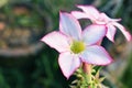 Impala Lily or Desert Rose or Mock Azalea, beautiful pink flower in garden. Royalty Free Stock Photo