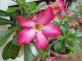 Adenium Azalea flowers are used as beautiful background images.