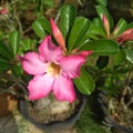 Adenium