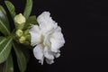 Adenium on black background