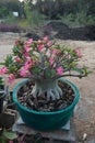 Adenium is blooming