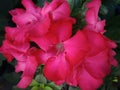 Adenium blooming, many beautiful red-pink flowers with a blurry black background.