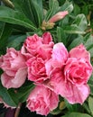 Adenium blooming, pink, petals overlapping on the tree, beautiful, sweet, bright