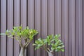 Adenium, Adenium and blue sky, Desert Rose , Adenium in pots Royalty Free Stock Photo