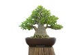 Adenium bonsai on isolate white Royalty Free Stock Photo