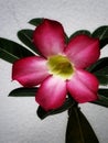 Adenium Bonsai Red Flower Royalty Free Stock Photo