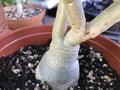 Adenium caudex 4911 Royalty Free Stock Photo