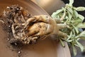Adenium caudex 6297 Royalty Free Stock Photo