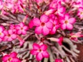 Adenium Desert pink Rose Plants Beautiful Flowers Royalty Free Stock Photo