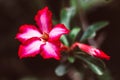 Enchanting Adenium Desert Pink Rose Plants: Beauty on Strange-Looking Trunks Royalty Free Stock Photo