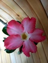 Adenium or desert rose flower is medicinal herbs