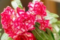 Adenium or desert rose flowers. Beautiful red and white blossom adenium flower on nature background Royalty Free Stock Photo