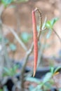 Adenium or desert rose fruit