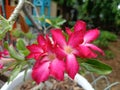 adenium or desert rose or Japanese frangipani, beautiful red flowers