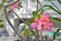 Adenium, Desert rose