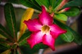 Adenium flower