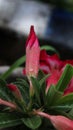 Adenium flower buds and raindrops