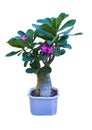 Adenium. Adenium flower. Desert Rose. tree adenium on black pot Royalty Free Stock Photo