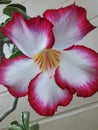 adenium flowers when blooming in the garden