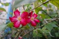 Adenium flower, pink impala lily, adenium tropical, Tropical flower Pink Adenium and desert rose plant also known as kamboja