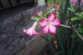 Adenium flower, pink impala lily, adenium tropical, Tropical flower Pink Adenium and desert rose plant also known as kamboja