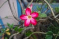 Adenium flower, pink impala lily, adenium tropical, Tropical flower Pink Adenium and desert rose plant also known as kamboja