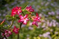 Adenium flower is a plant with colorful flowers Royalty Free Stock Photo