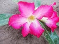 The adenium flower is still on the tree