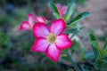 Adenium flower, Tropical flower Pink Adenium and desert rose plant also known as kamboja jepang Royalty Free Stock Photo