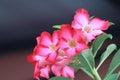 a bunch of pink adenium flowers bloom