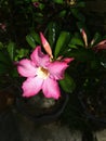 Adenium flowers are beautiful and beneficial for skin health