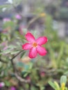 Adenium flowers Royalty Free Stock Photo