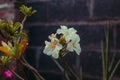 Adenium flowers bloom in the yard