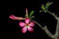 Adenium flowers, a branch of desert rose blossom pink flowers with leaves budding on a tree twig isolated on black background with Royalty Free Stock Photo