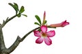 Adenium flowers, a branch of desert rose blossom pink flowers with leaves budding on a tree twig isolated on white background with Royalty Free Stock Photo