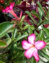 Adenium flowers or desert flowers and have a pink color with a beautiful green leaf background and home garden Royalty Free Stock Photo