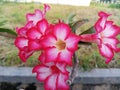 adenium flowers exposed to morning sunlight