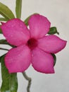 Adenium flowers, growing in full bloom, fresh, beautiful, charming, pink, on the terrace of the house Royalty Free Stock Photo