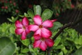 Adenium flowers in Guadeloupe
