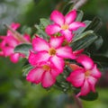 Adenium flowers Light pink