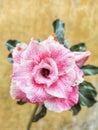 Adenium flowers, pink which I planted on the balcony of the house Royalty Free Stock Photo