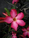 Adenium flowers with red petals bloom beautifully